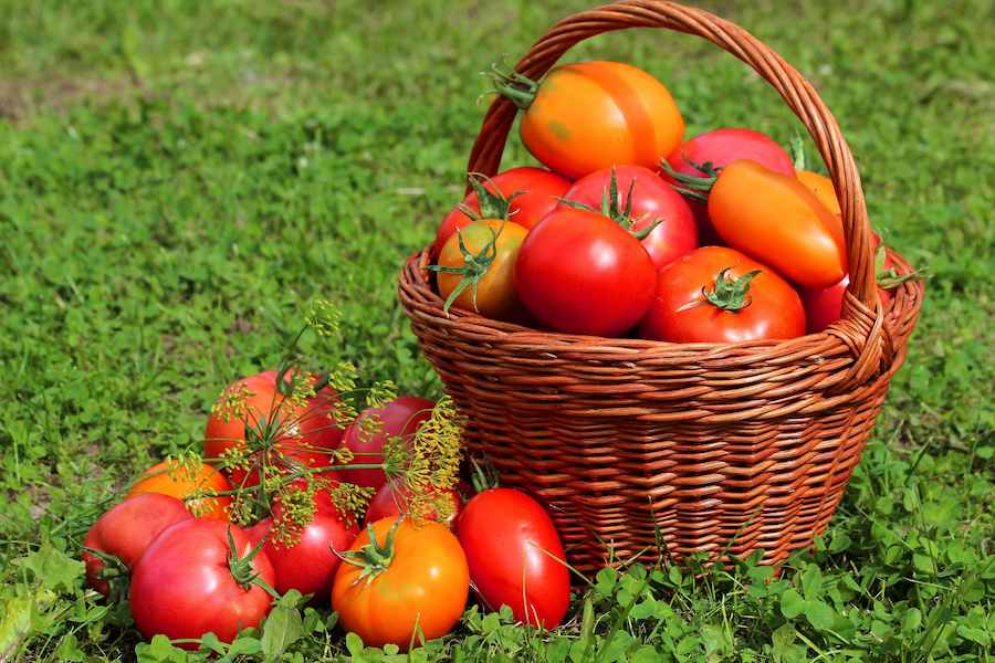 korzina-pomidory-tomaty