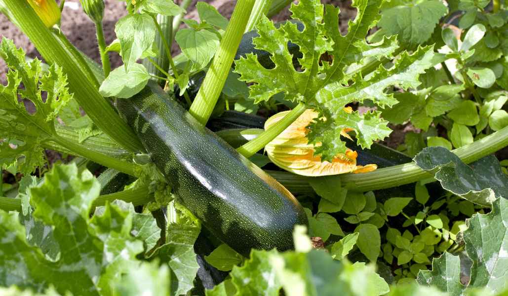 courgettes-2