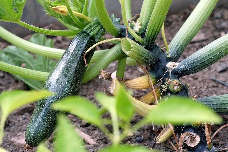 zucchini-companion-plants-1