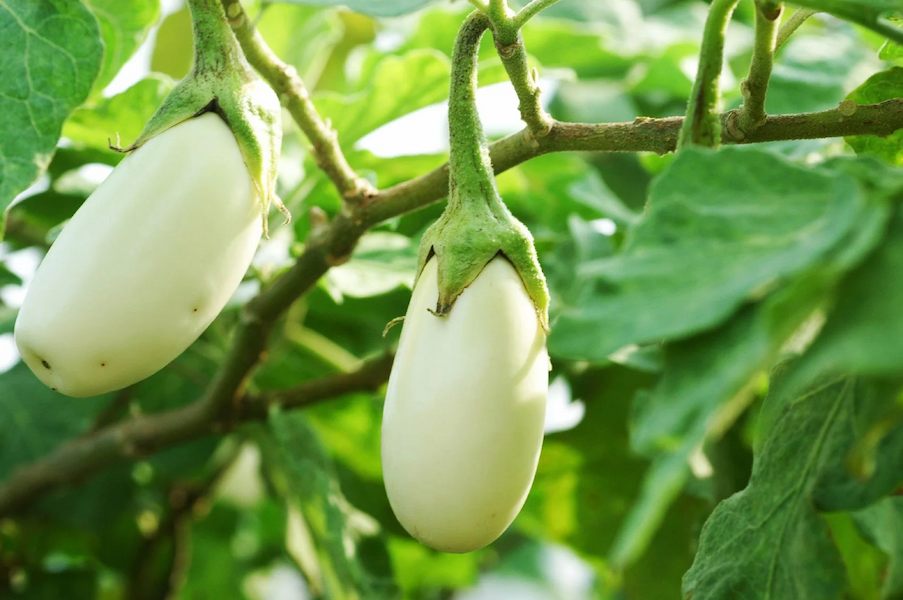 white-eggplant