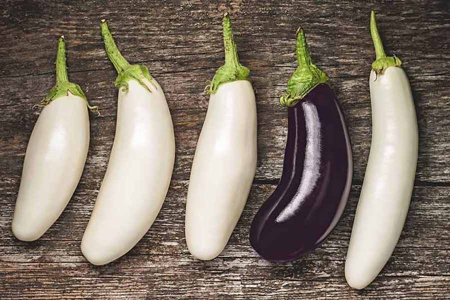 White-and-Purple-Eggplants