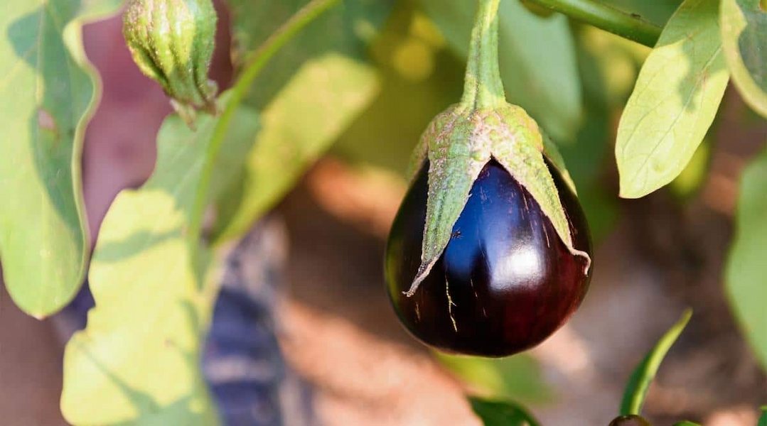 Grow-Eggplant