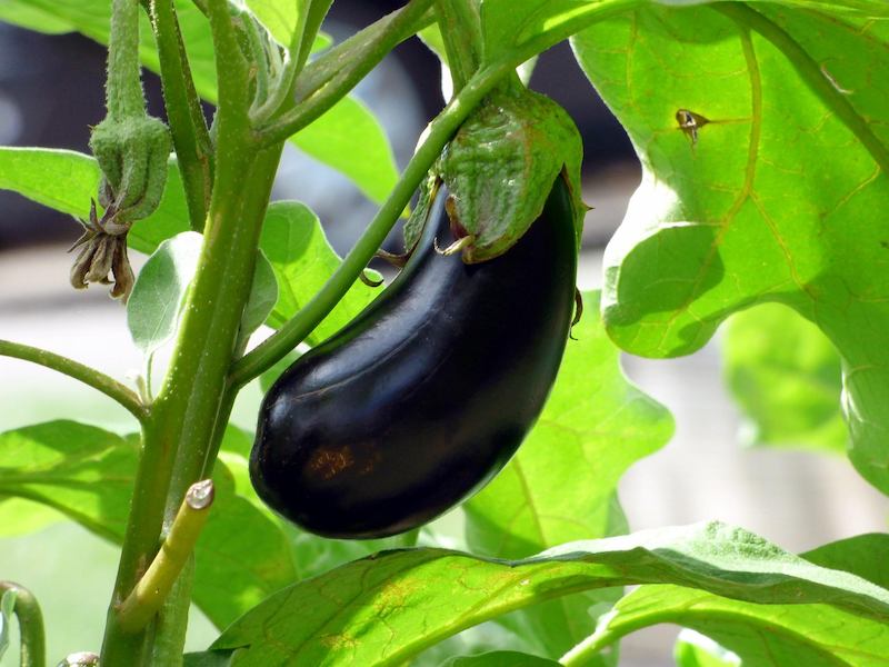 veg_crop_eggplant_2584412_1920_Pix