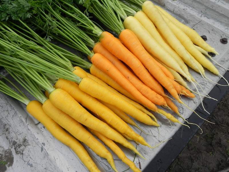 Carrot, Yellow Pak, Sherbert, Cream Pak, 110512 (6)