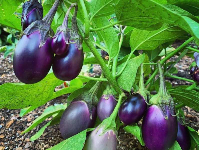 Brinjal-Benefits-Side-Effects-Know-Its-good-for-you-or-not-768x579