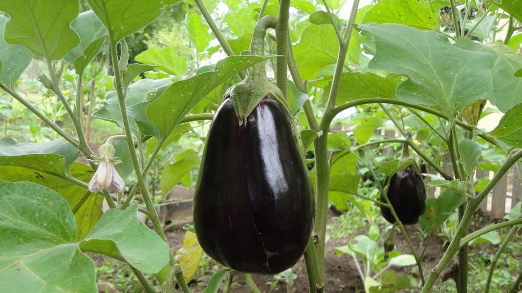 eggplant-plant-agriculture-1610434