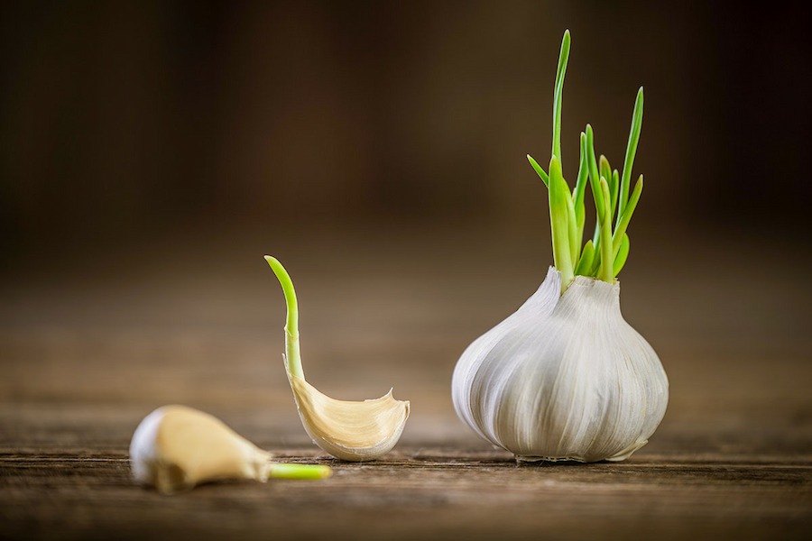 garlic-cloves-sprouting-after-vernalization