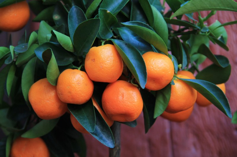 فروش فوق العاده نارنگی ژاپنی اصل